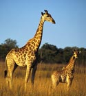 CruiseCheap.com destination Africa.