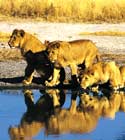 CruiseCheap.com destination Africa.
