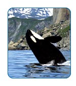 CruiseCheap.com Alaska FAQs.