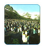 CruiseCheap.com cruises to  Antarctica.