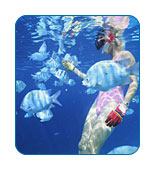 Royal Caribbean International Private Island of CocoCay SeaTrek Snorkeling.