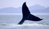 12 Nt Escorted Alaska Cruisetour